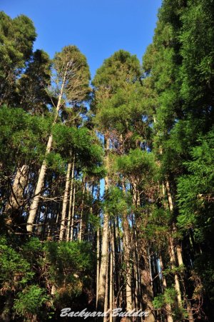 �L�����v�s������