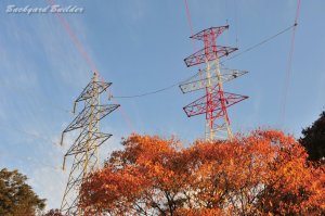 �S���G���`