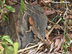 �C���h�l�V�A�̃g�J�Q