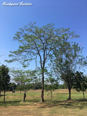 �C���h�l�V�A�̖�