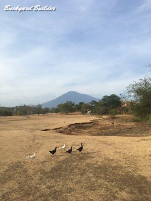 chicken in Cirebon Royal Golf