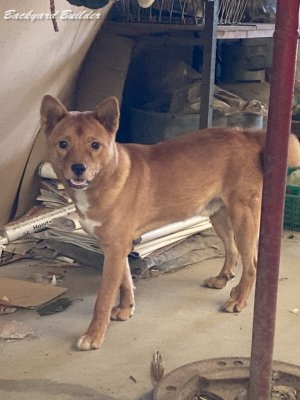 ��ǌ��̃`�r