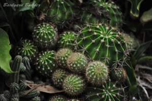 �T�{�����