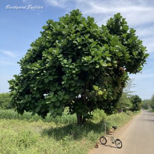 ���̖؂Ȃ�̖�