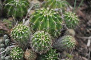 �T�|�����