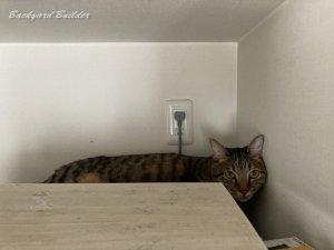 �①�ɂ̏�̃\�C