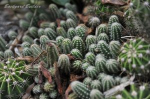 50�N���m�̃T�{�����