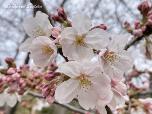 �����ՊC�����̍�