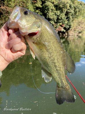 �{���� 32cm