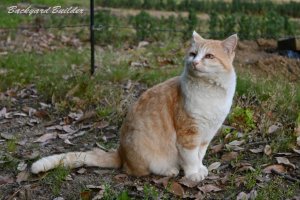 �ꂳ��̑��_