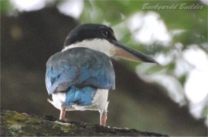 �i�����E�V���E�r��