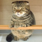 2���g���A�Ȃ񂩕��傠��ɂ�H