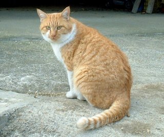 �g������� �̏d6kg