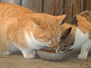 BMW 5�V���[�Y�̐^��