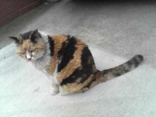 �g�ѓd�b�ŎB�e(���ς�炸NEC�@�͎ʂ舫���˂�)