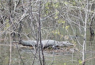 �΂����j���j